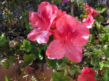 Hawaii-Blumen auf Mallorca